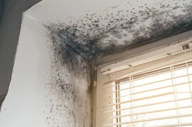 Affordable Attic Mold Remediation solutions in Portage, MI